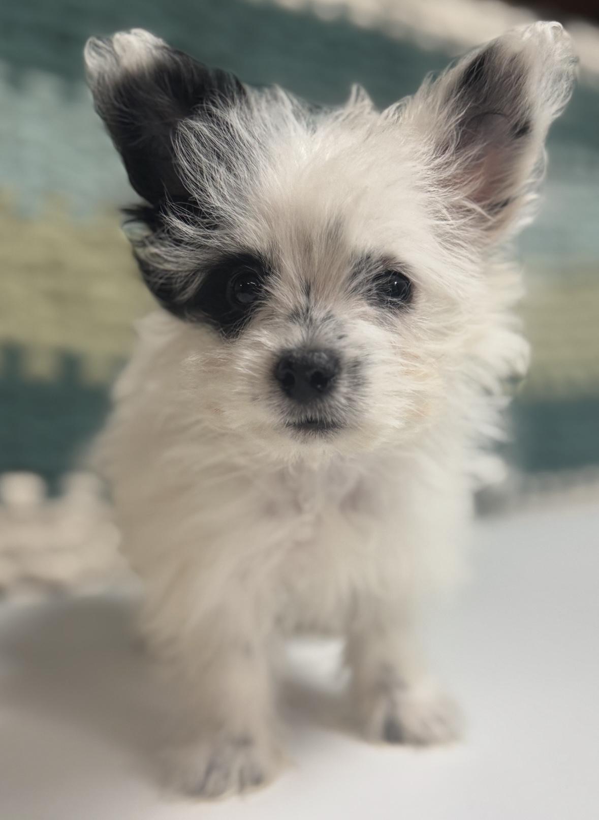 Enlarge Blossom, a ADOPTABLE mixed breed in Cushing, OK image 2/4