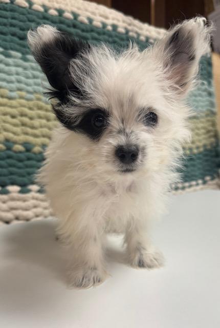 Enlarge Blossom, a ADOPTABLE mixed breed in Cushing, OK image 4/4