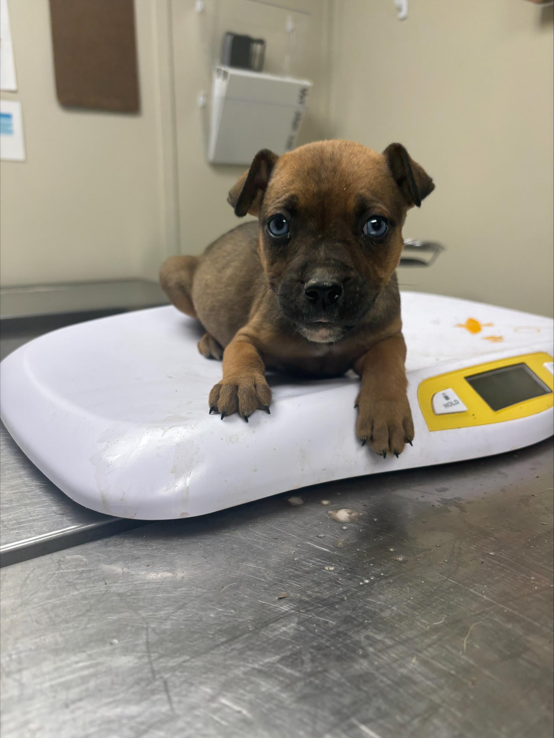 Kathy, ADOPTABLE, Puppy Female Pit Bull Terrier.