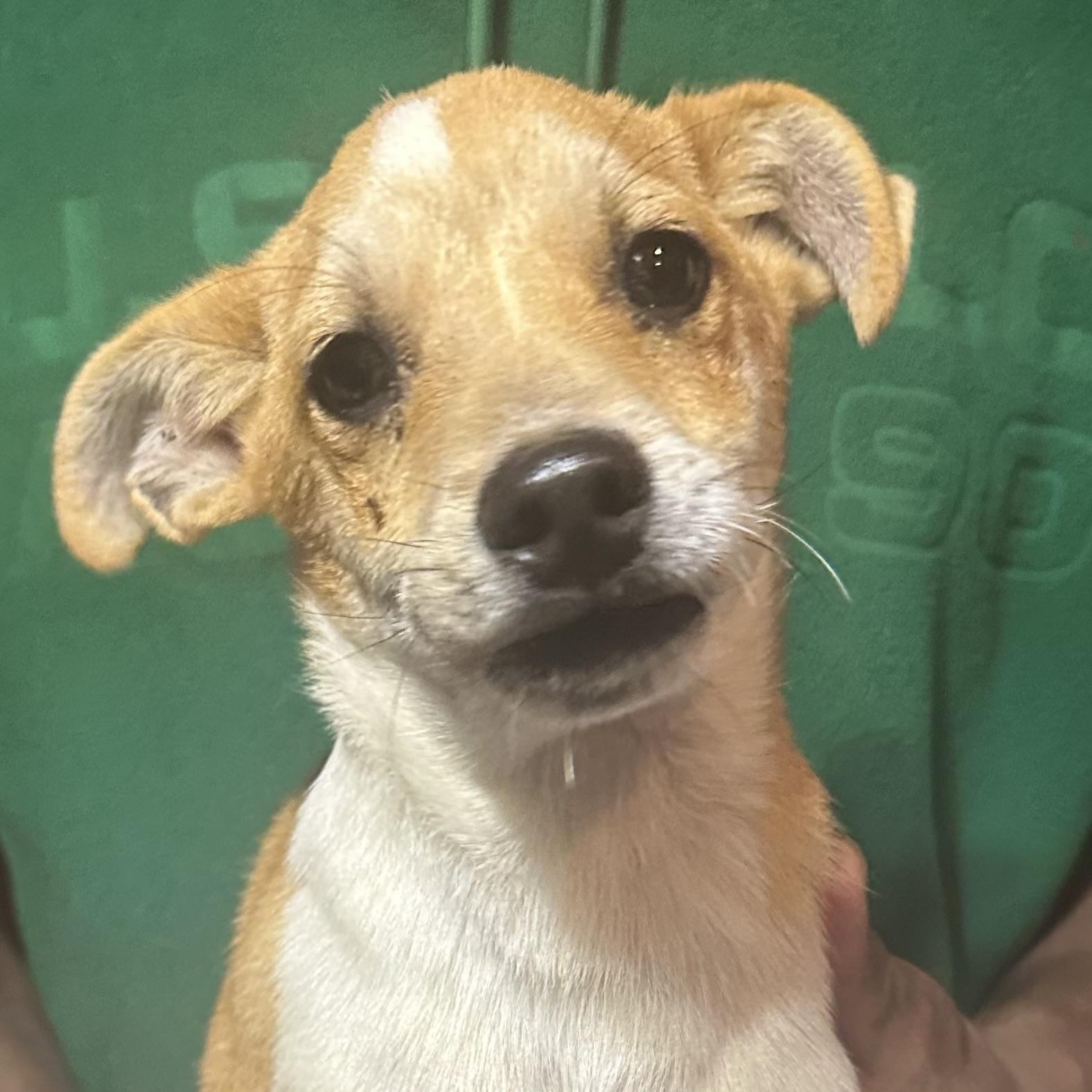 Pennywise - Local April 24-26, adopted, Young Male Rat Terrier.