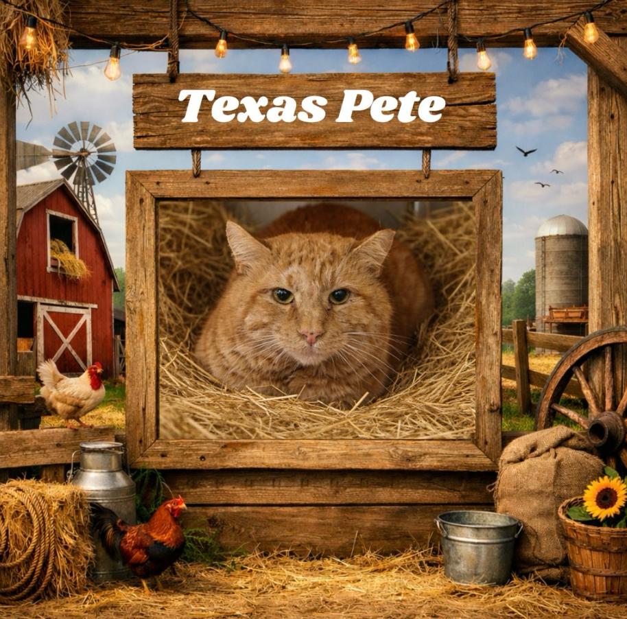 Enlarge Texas Pete , an adopted Domestic Short Hair in Martinsville, VA image 1/1