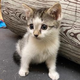 Little Bit of Honey, adopted, Kitten Female Tabby.