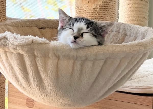 Enlarge Little Bit of Honey, an adopted Tabby in Whispering Pines, NC image 6/6