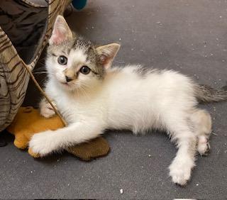 Enlarge Little Bit of Honey, an adopted Tabby in Whispering Pines, NC image 4/6