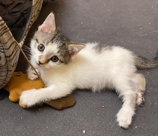 Enlarge Little Bit of Honey, an adopted Tabby in Whispering Pines, NC image 2/6