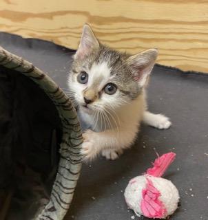 Enlarge Little Bit of Honey, an adopted Tabby in Whispering Pines, NC image 5/6