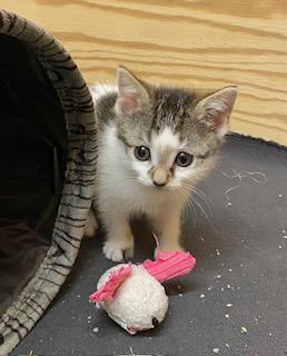 Enlarge Little Bit of Honey, an adopted Tabby in Whispering Pines, NC image 3/6