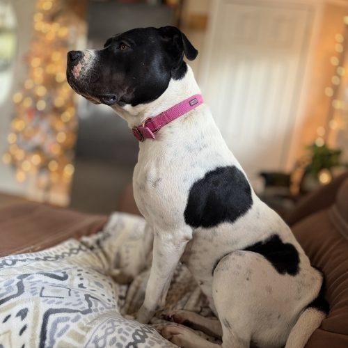 Birdie, Adoptable, Young Female American Bulldog.