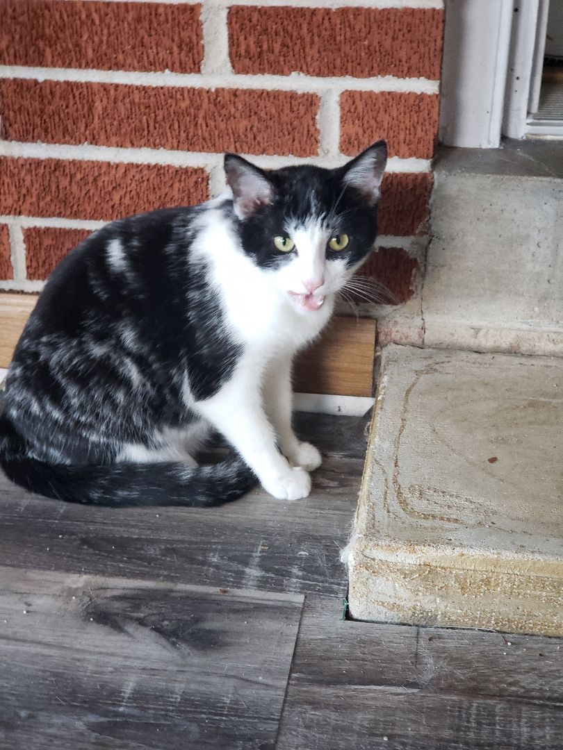 Enlarge Lace, a Adoptable Domestic Short Hair in Camden, TN image 7/7