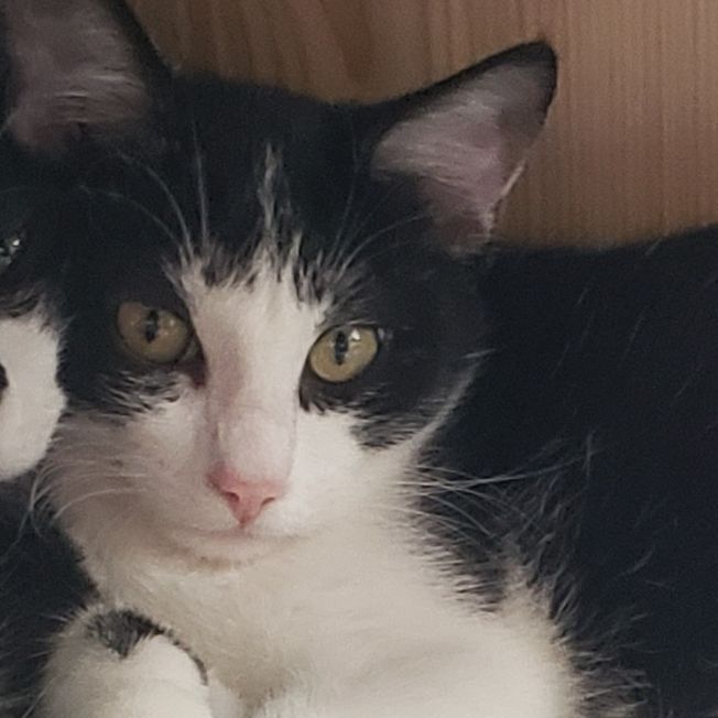 Lace, Adoptable, Adult Female Domestic Short Hair.