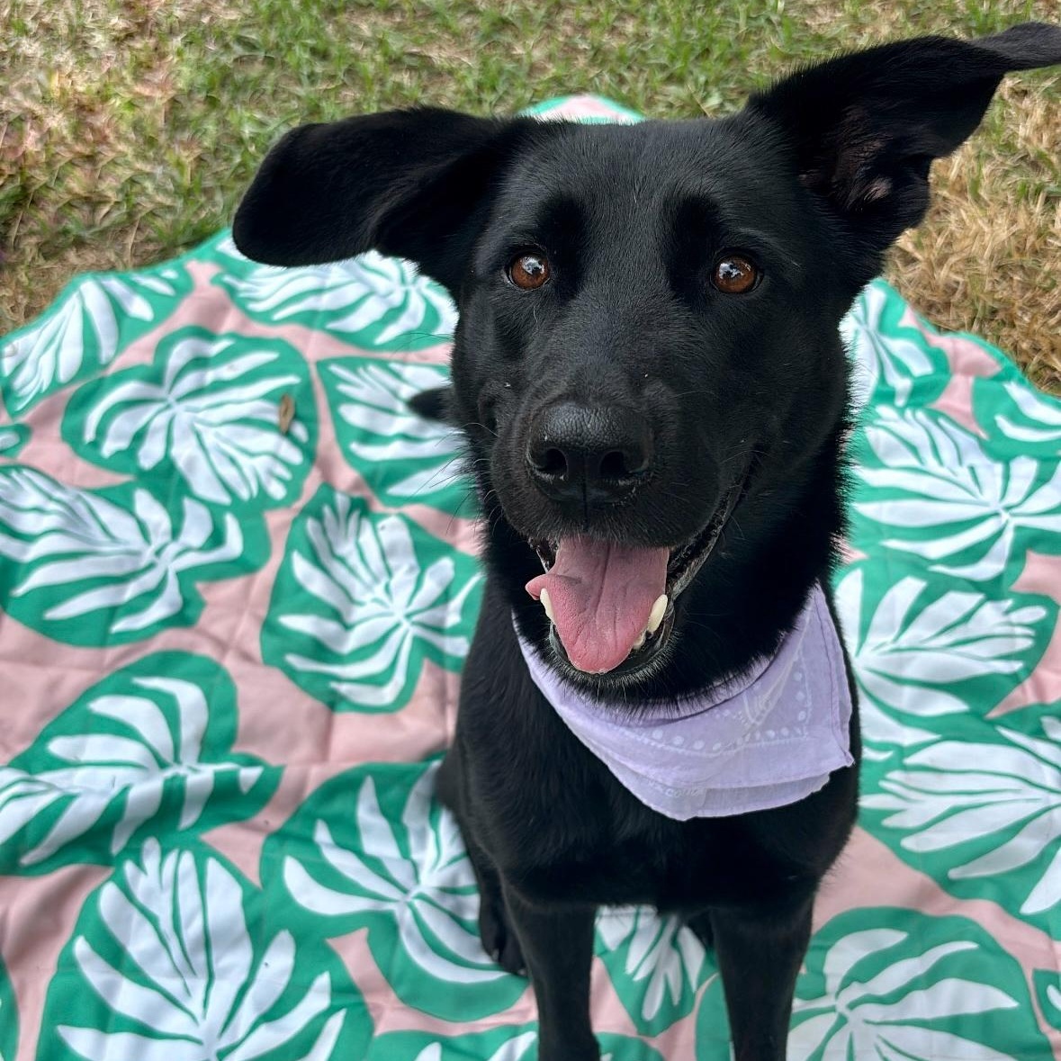 Enlarge Pippy, a Adoptable mixed breed in Casper, WY image 2/6