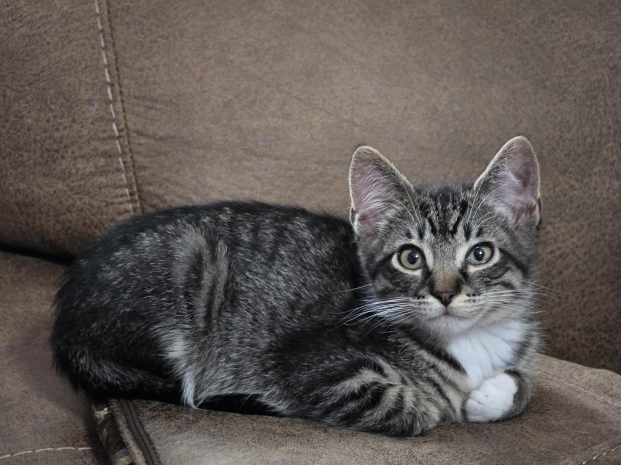Mojito, an adoptable Domestic Short Hair in West Richland, WA, 99353 | Photo Image 1