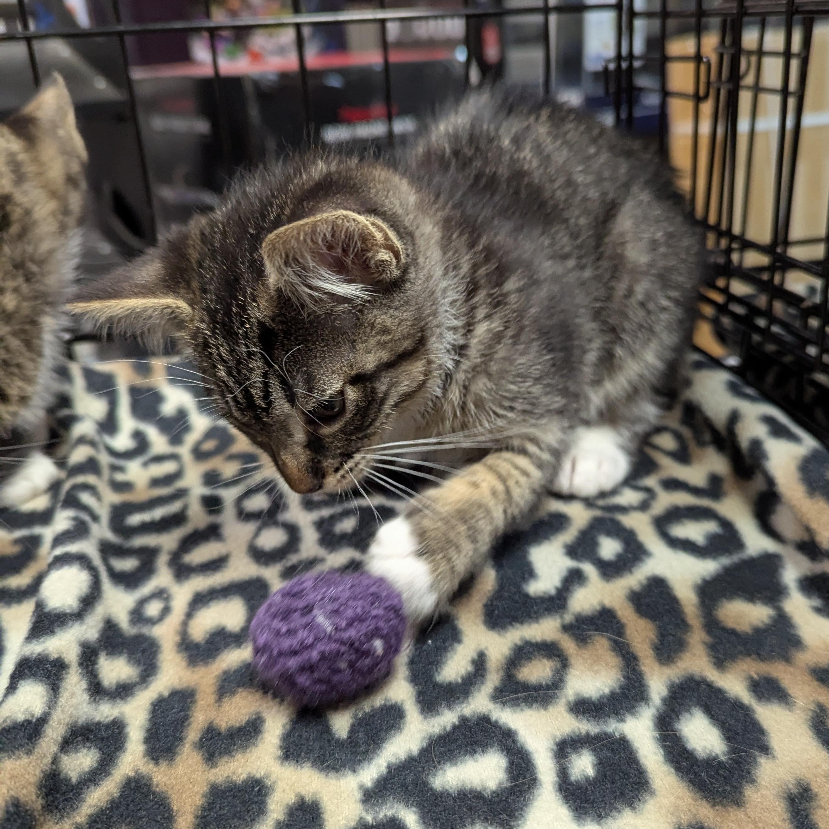 Mojito, an adoptable Domestic Short Hair in West Richland, WA, 99353 | Photo Image 3