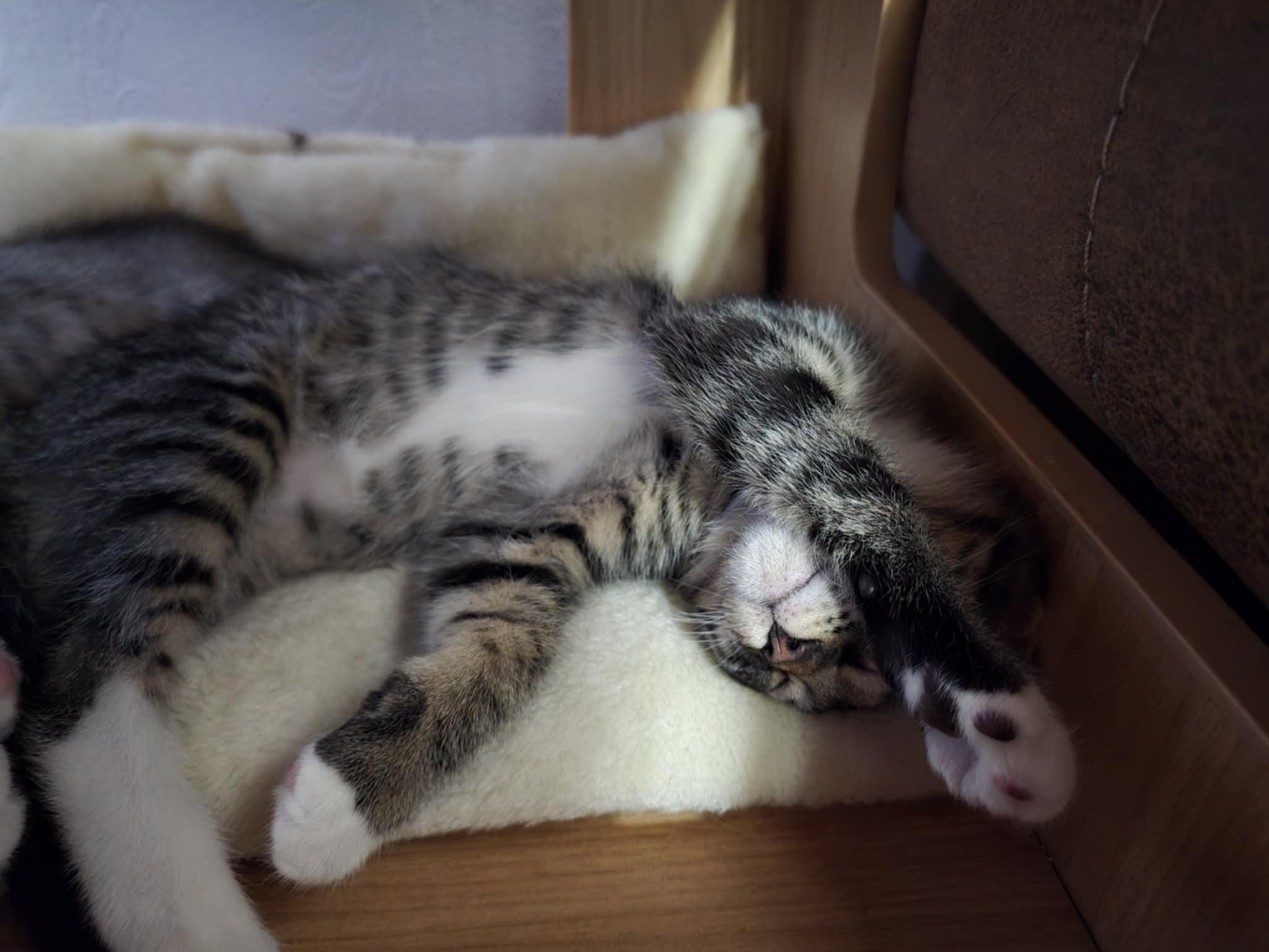 Mojito, an adoptable Domestic Short Hair in West Richland, WA, 99353 | Photo Image 4