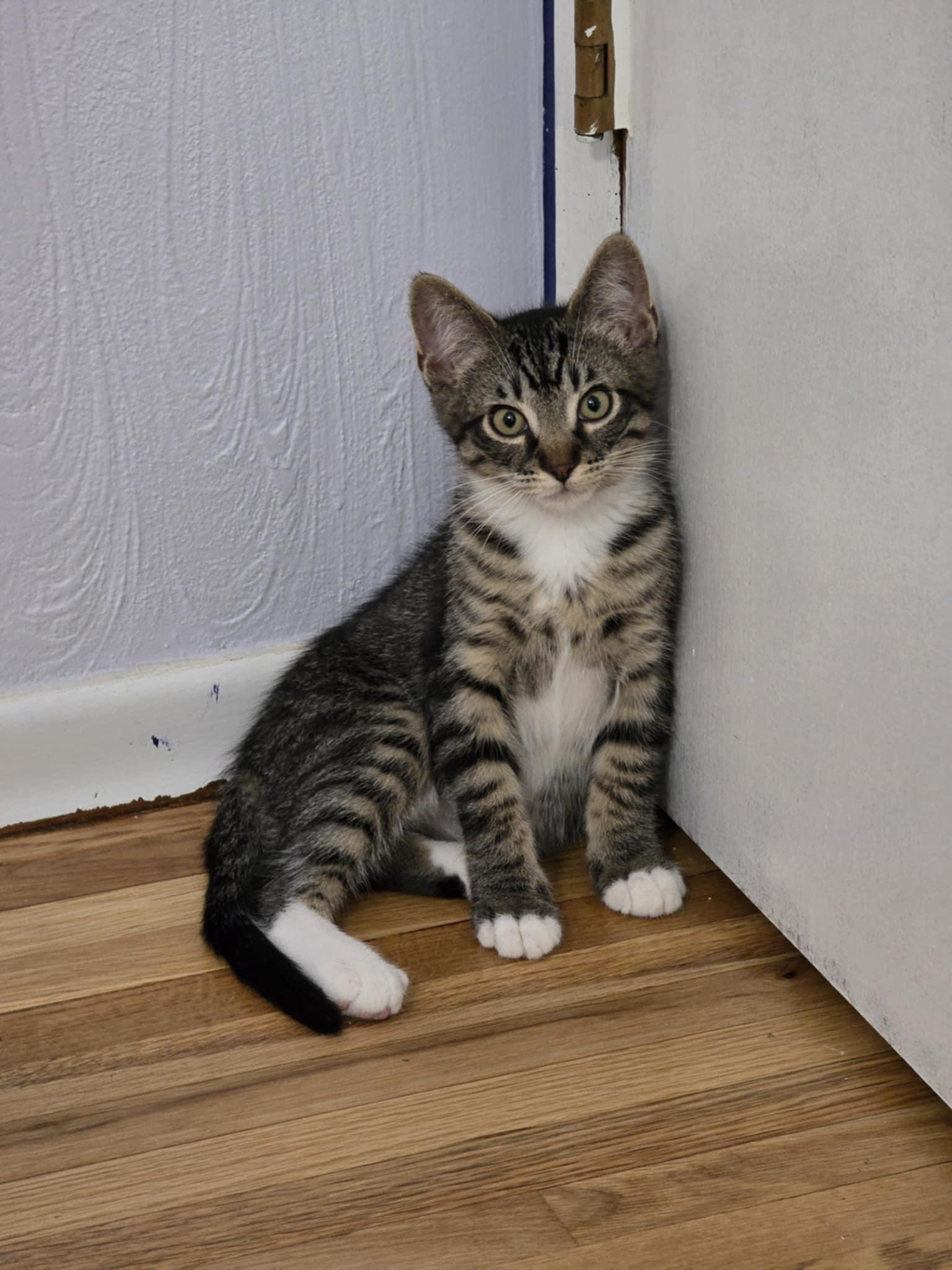 Mojito, an adoptable Domestic Short Hair in West Richland, WA, 99353 | Photo Image 2