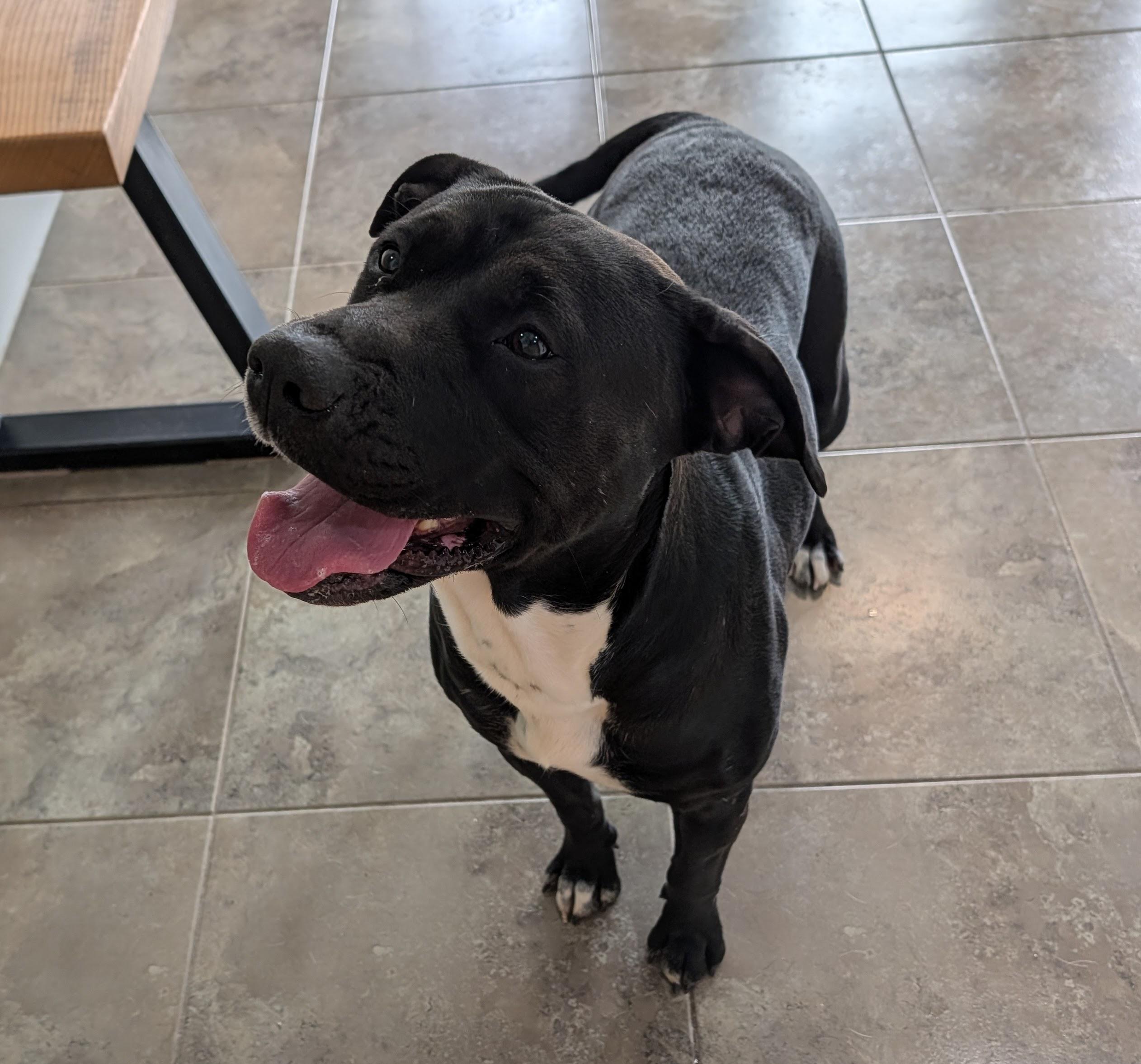 Enlarge Tala, a Adoptable mixed breed in Bella Vista, AR image 1/1