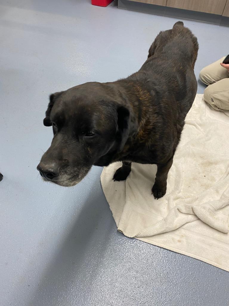Enlarge Rocky, a Adoptable Black Labrador Retriever in Cartersville , GA image 1/1