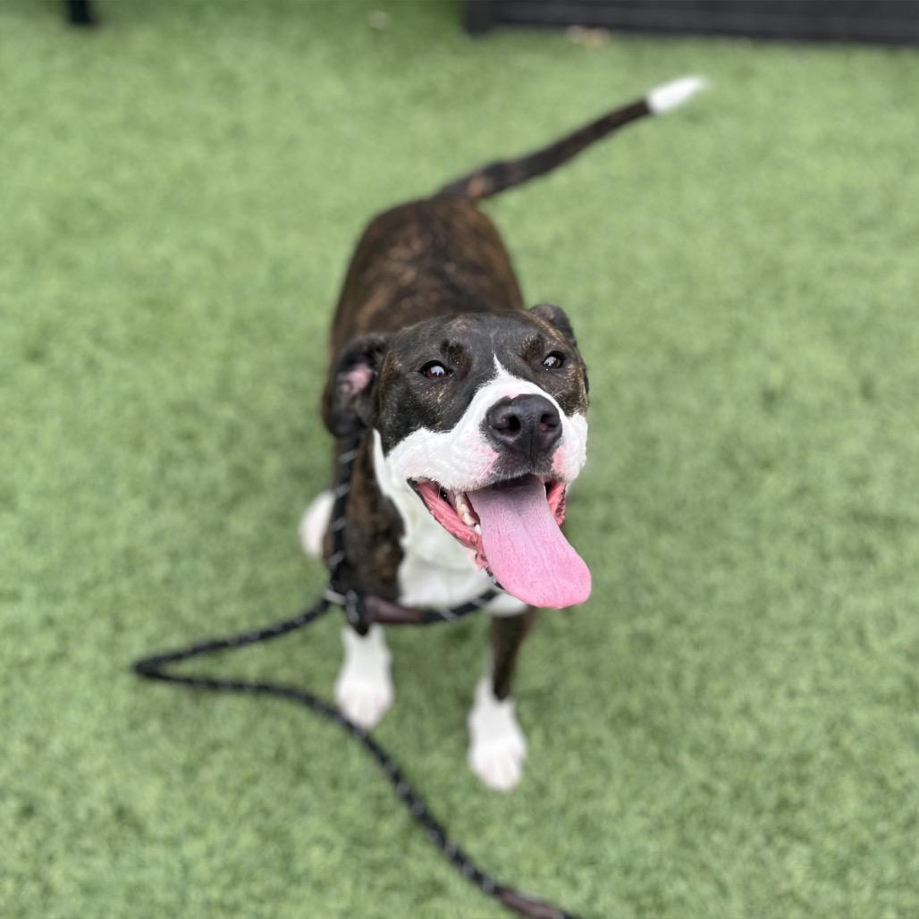 Brandi, Adoptable, Adult Female Boxer.