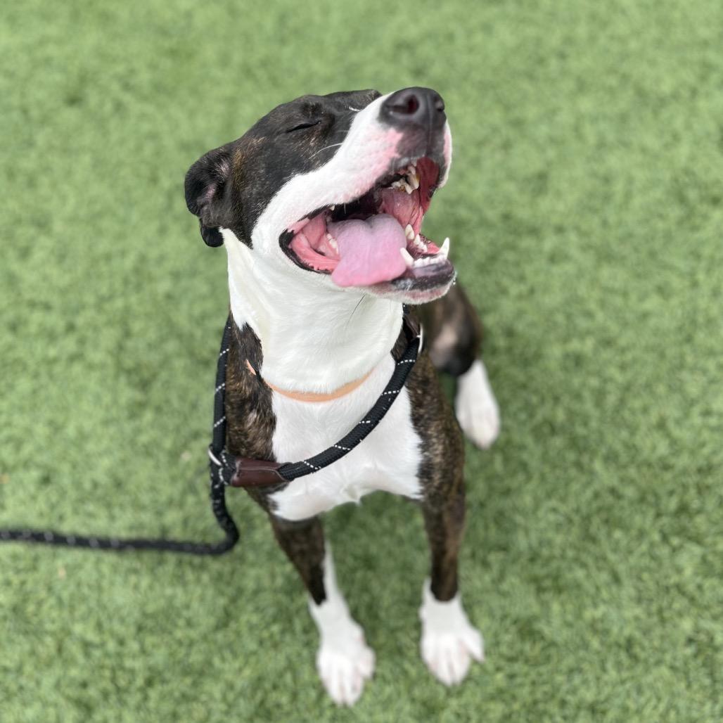 Brandi, a Adoptable Boxer in Belleville, IL image 2/6