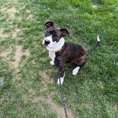 Brandi, a Adoptable Boxer in Belleville, IL image 4/6
