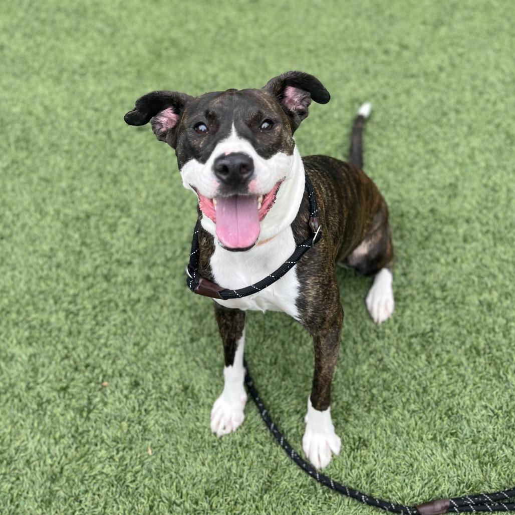 Brandi, a Adoptable Boxer in Belleville, IL image 5/6