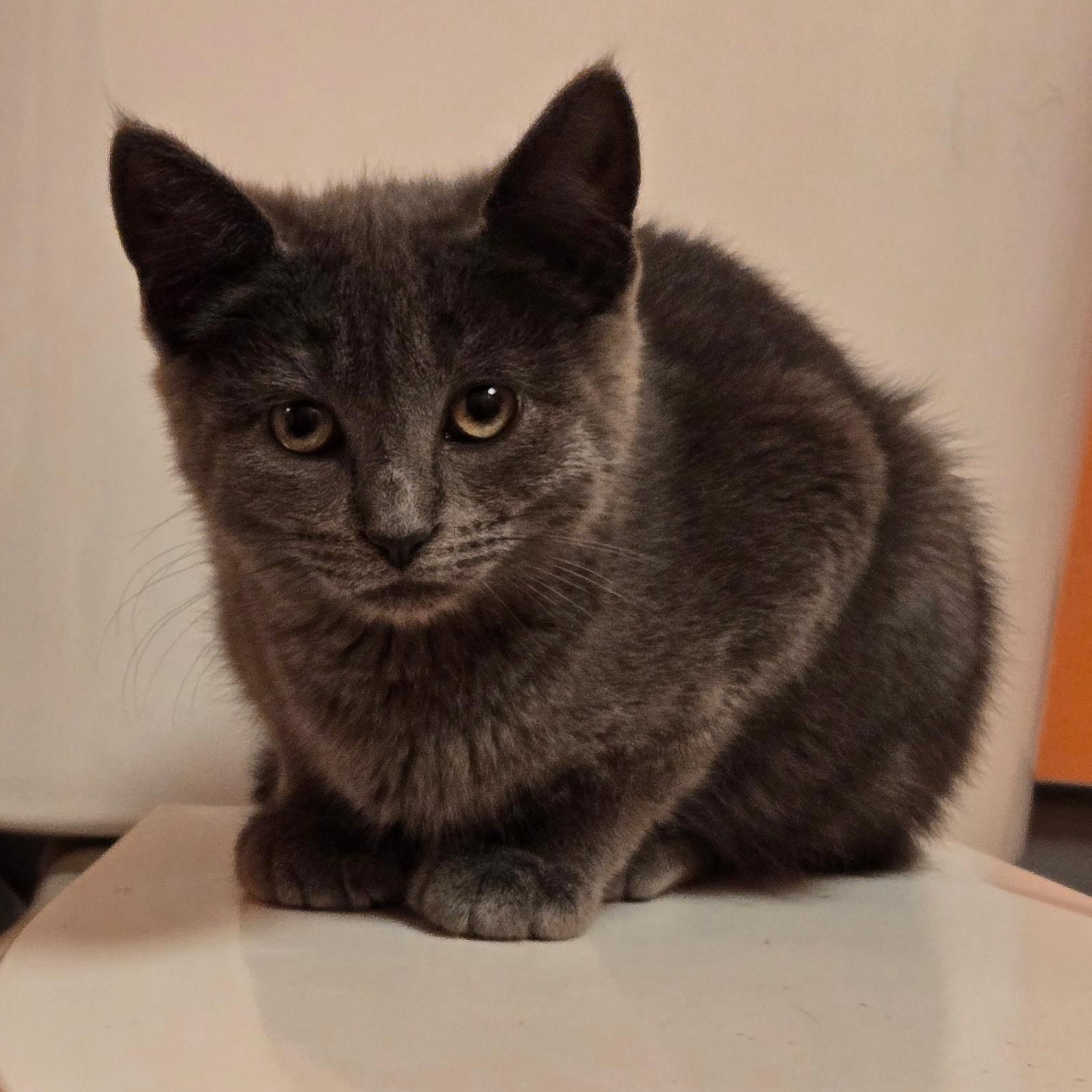 Enlarge Petra, a ADOPTABLE mixed breed in Moriches, NY image 1/1