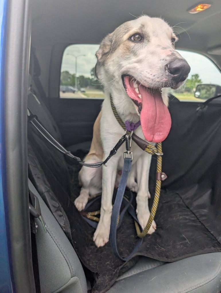 Enlarge Baxter, a Adoptable mixed breed in Warren, MI image 2/6