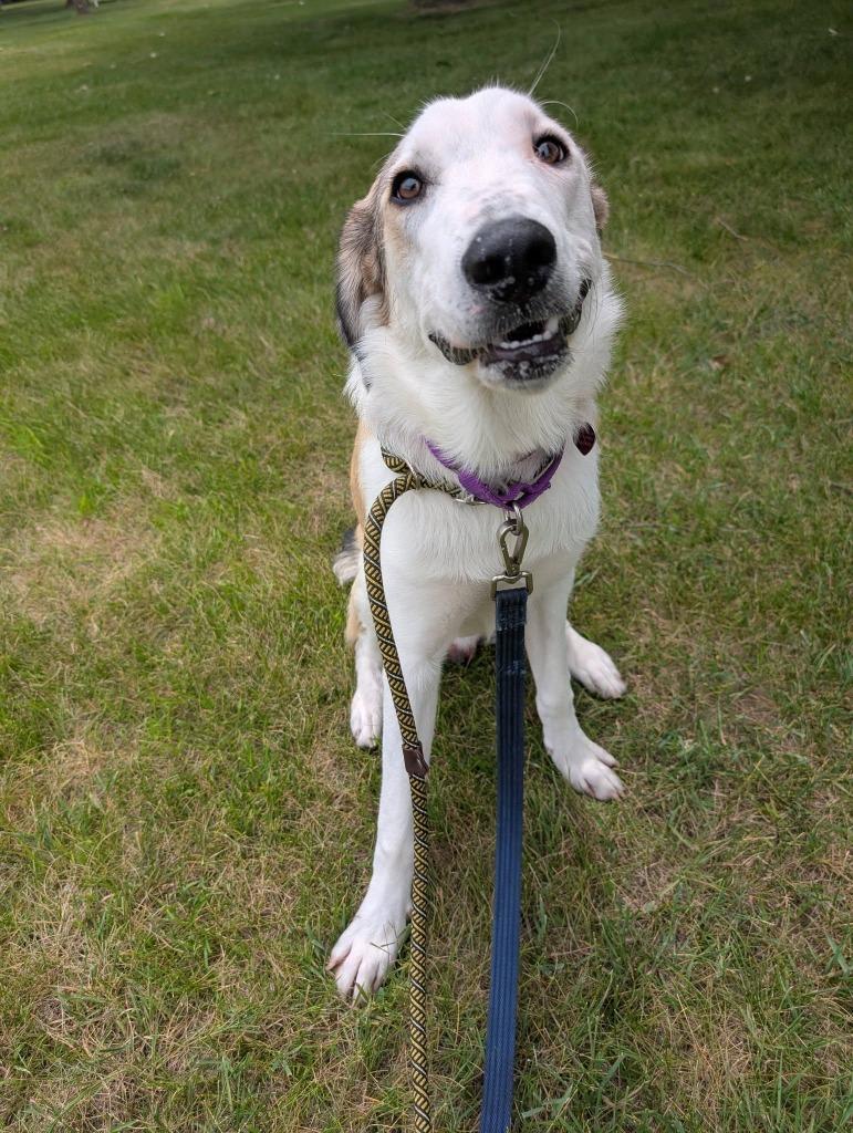 Enlarge Baxter, a Adoptable mixed breed in Warren, MI image 3/6
