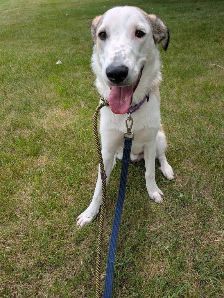 Enlarge Baxter, a Adoptable mixed breed in Warren, MI image 4/6