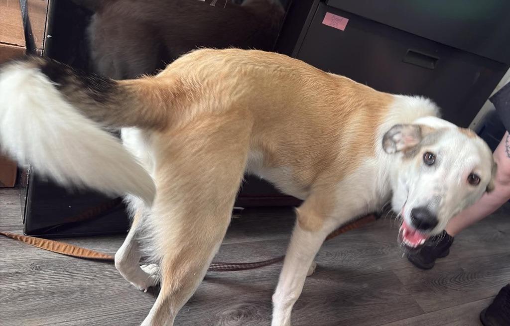 Enlarge Baxter, a Adoptable mixed breed in Warren, MI image 5/6