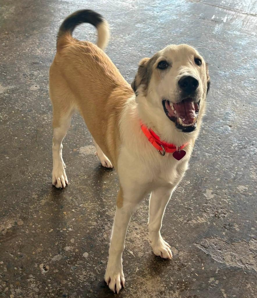 Enlarge Baxter, a Adoptable mixed breed in Warren, MI image 6/6