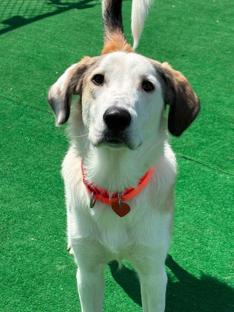 Baxter, Adoptable, Puppy Male Great Pyrenees & Hound.