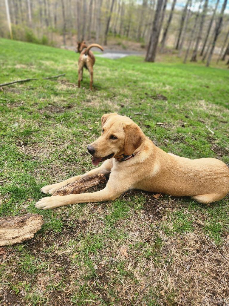 Enlarge Ella, a Adoptable mixed breed in Hyde Park, NY image 3/5