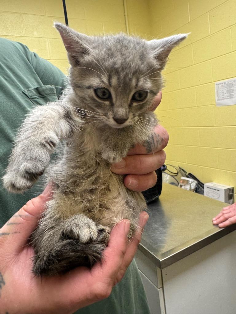 Moana, Adopted, Kitten Female Domestic Short Hair.