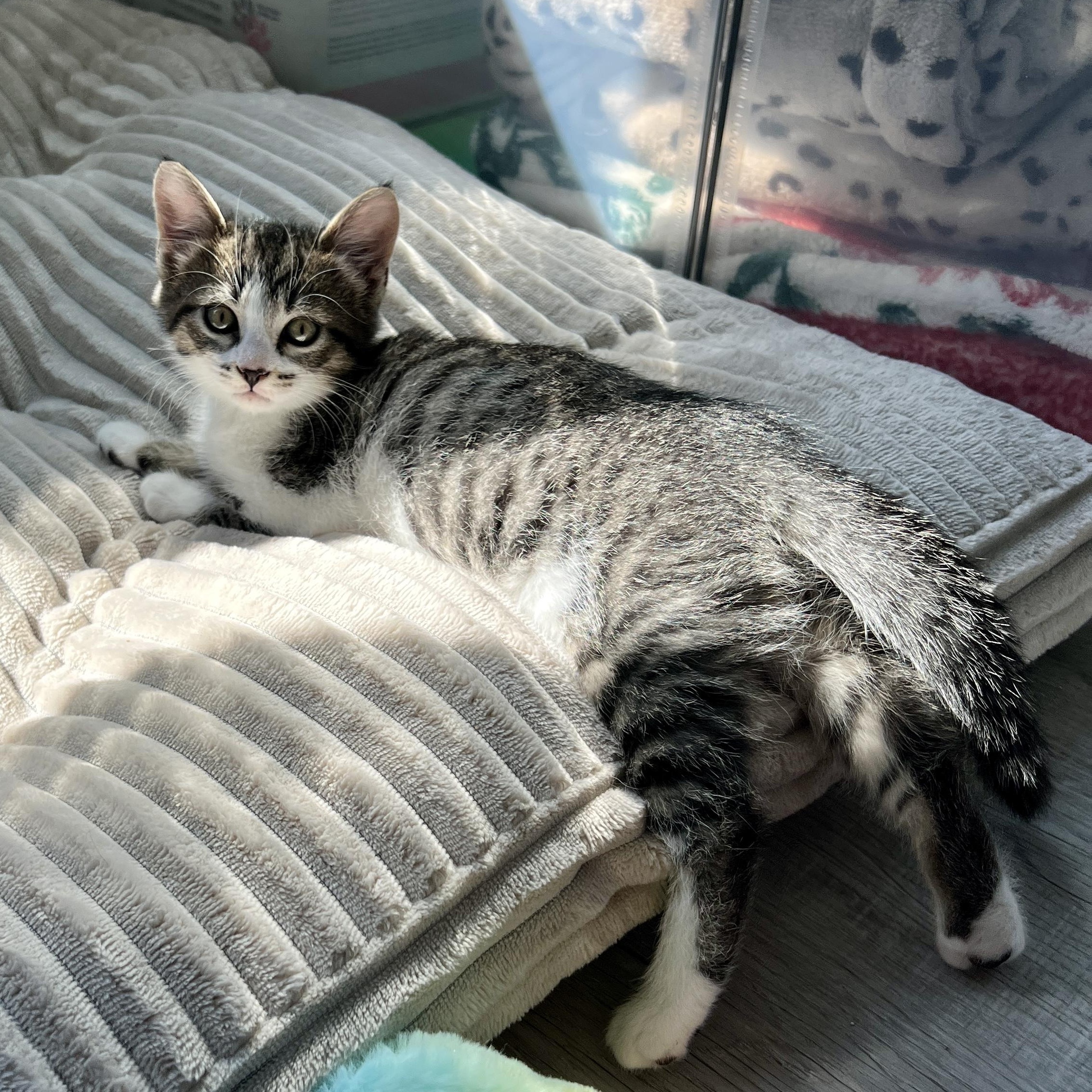Enlarge April, a ADOPTABLE Domestic Medium Hair in New Bern, NC image 2/5