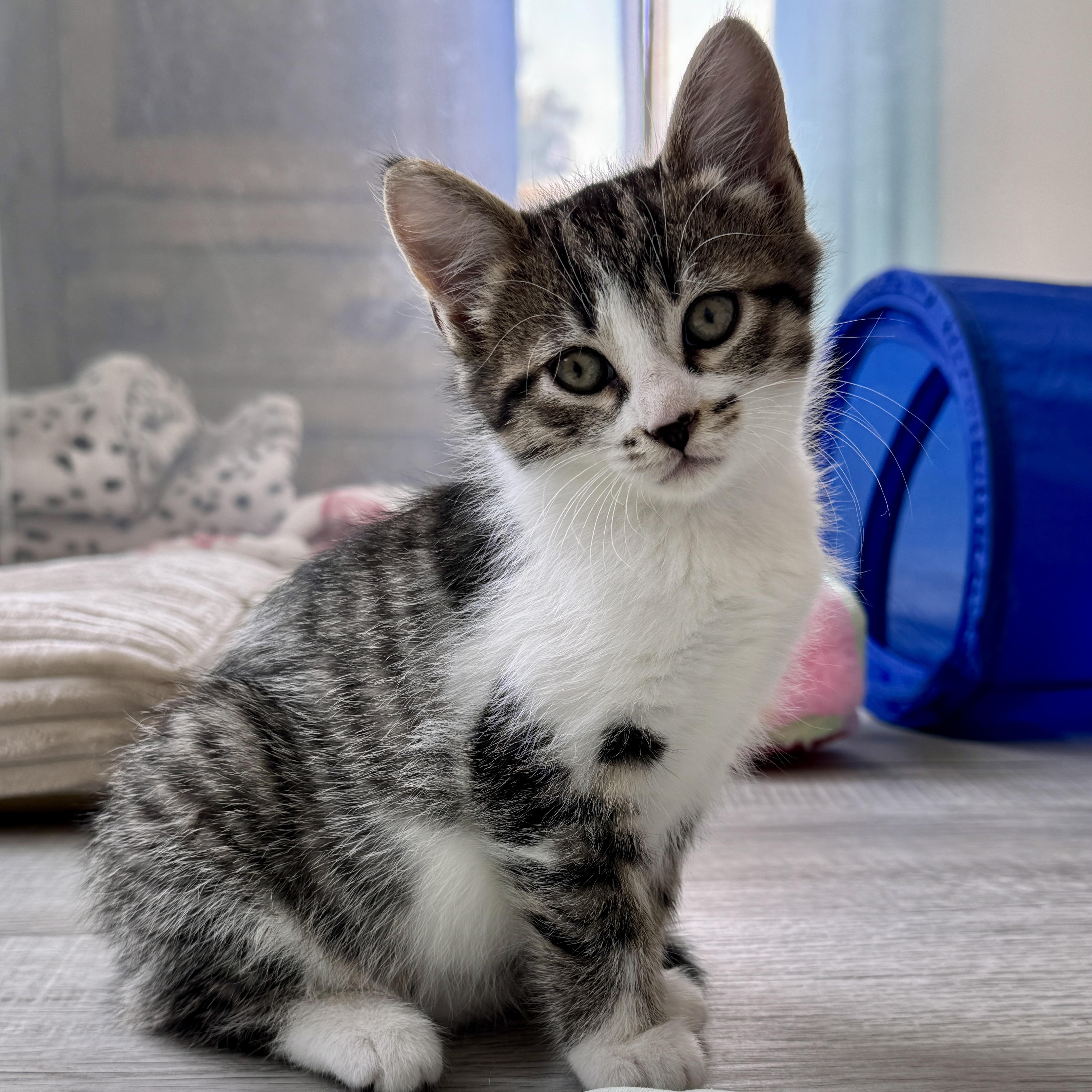 April, ADOPTABLE, Kitten Female Domestic Medium Hair.
