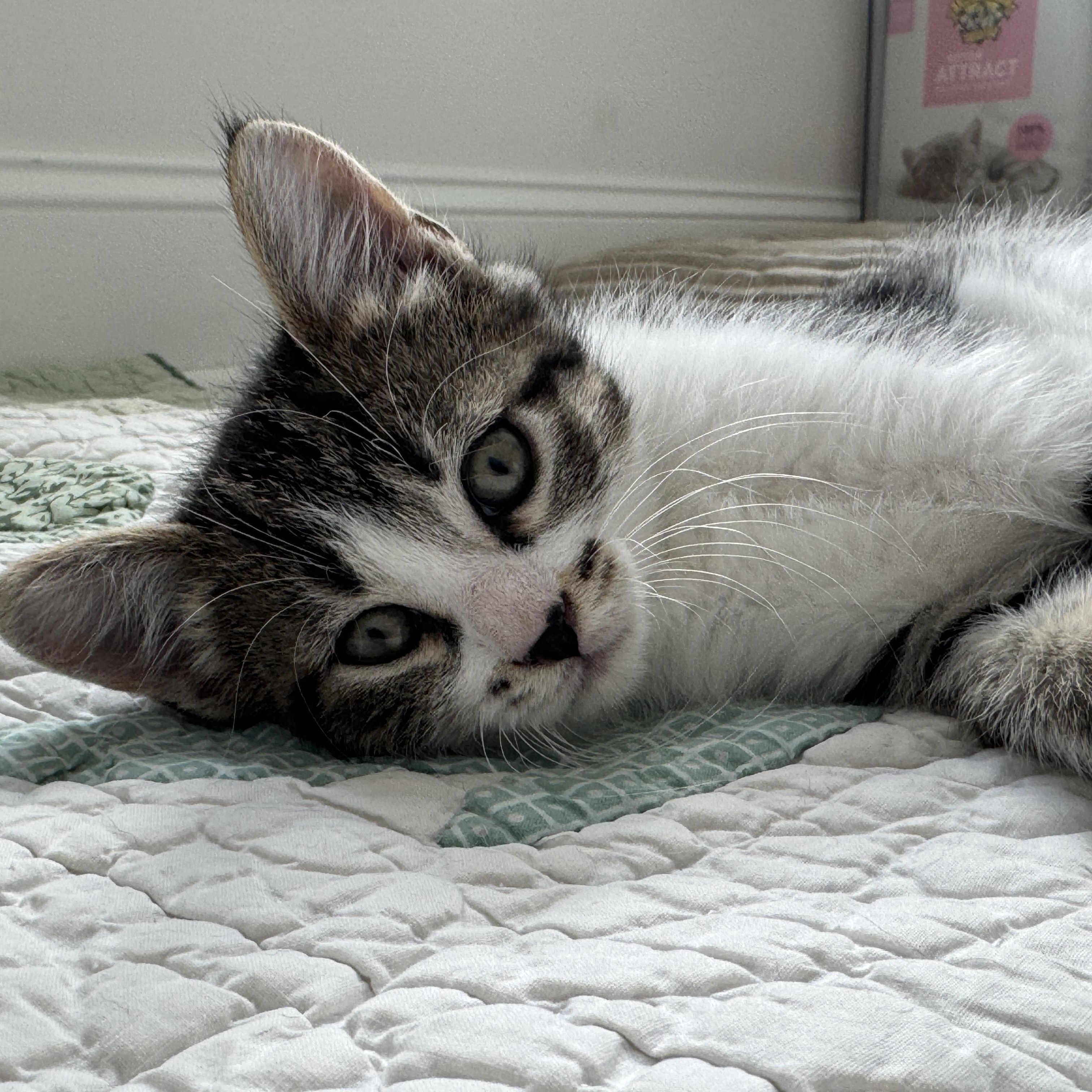 Enlarge April, a ADOPTABLE Domestic Medium Hair in New Bern, NC image 3/5