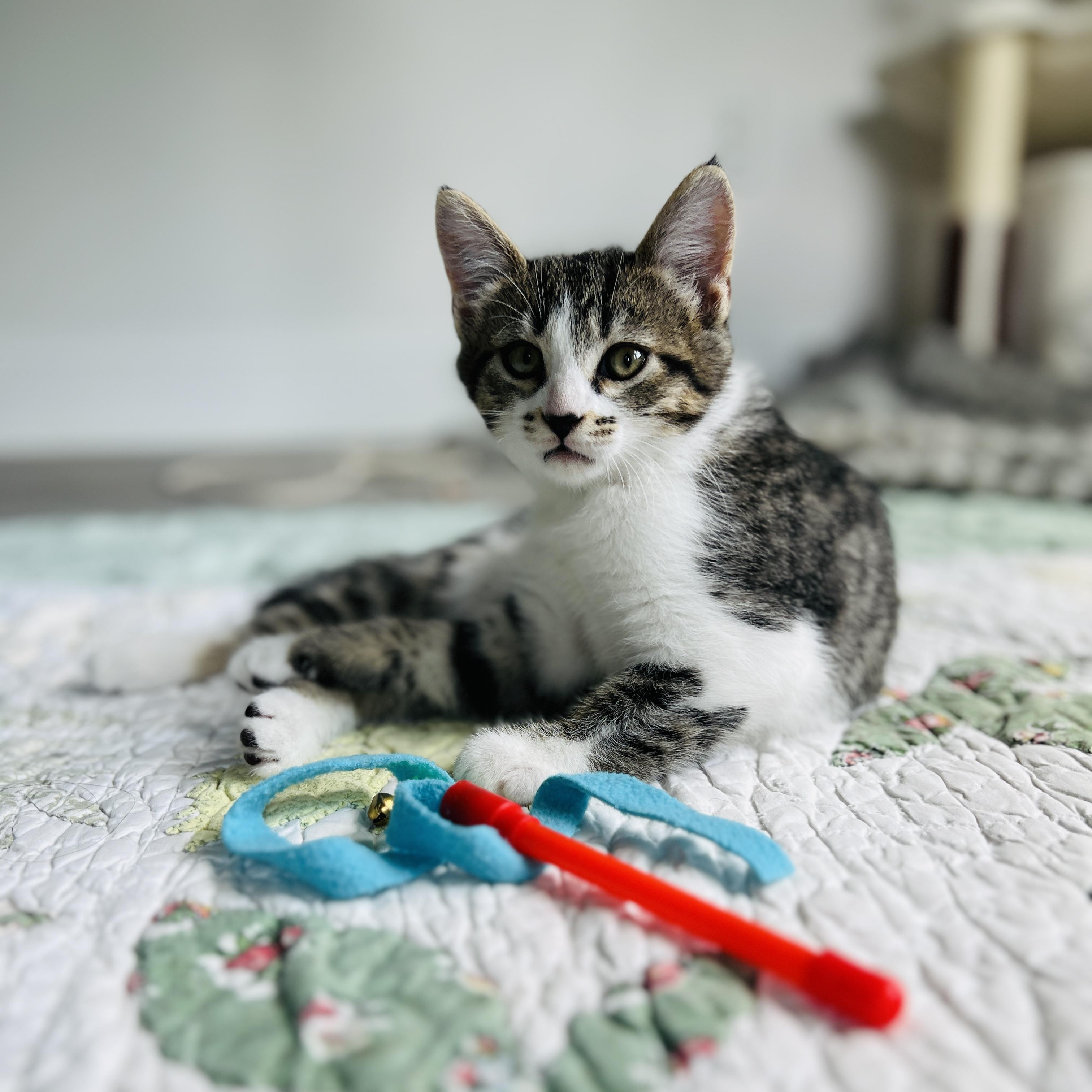 Enlarge April, a ADOPTABLE Domestic Medium Hair in New Bern, NC image 4/5