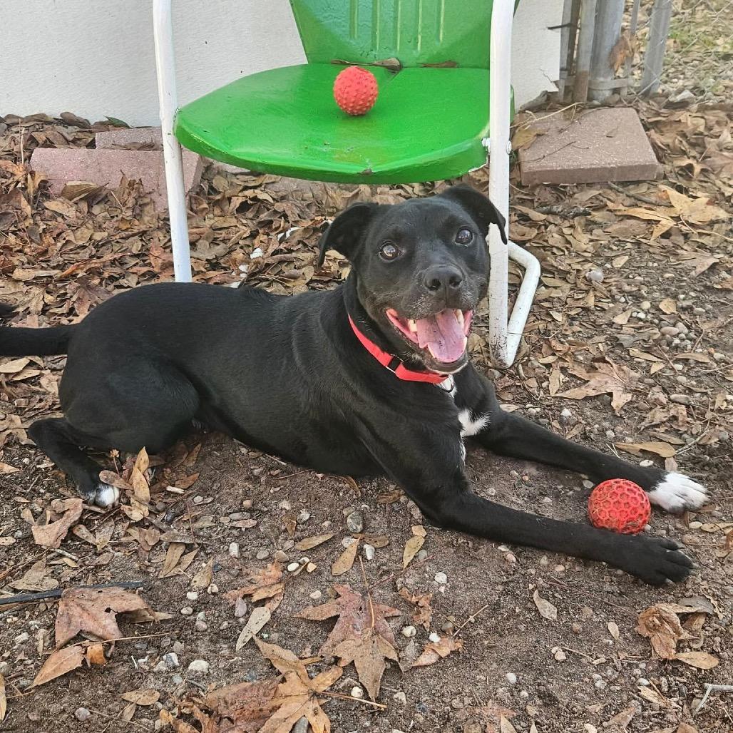 Enlarge Rocky, a Adoptable mixed breed in Ancaster, ON image 2/4