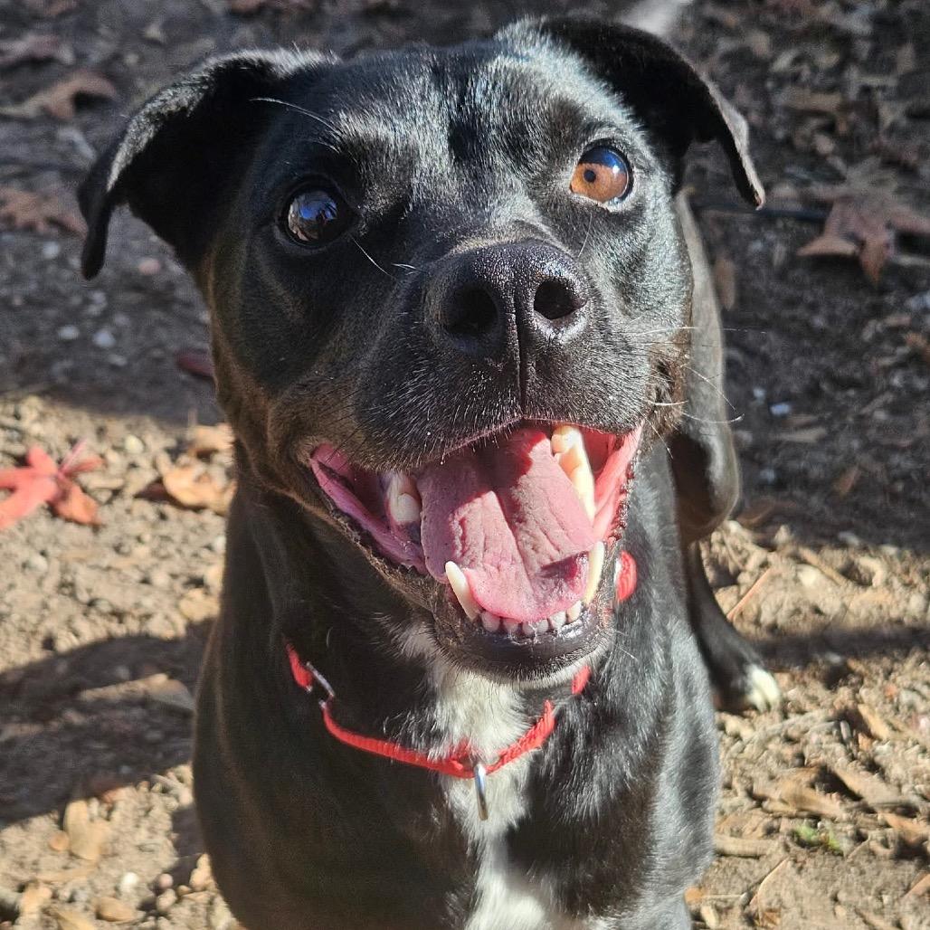 Enlarge Rocky, a Adoptable mixed breed in Ancaster, ON image 1/4