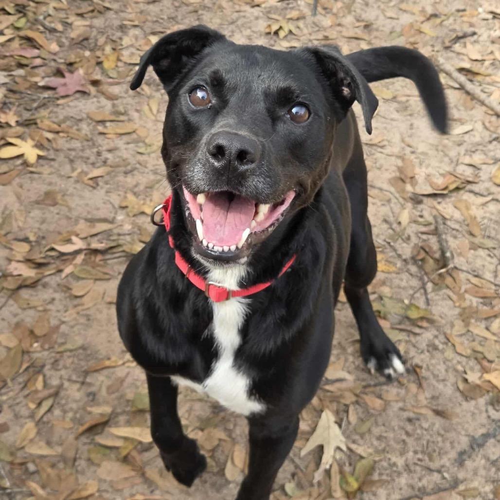 Enlarge Rocky, a Adoptable mixed breed in Ancaster, ON image 3/4