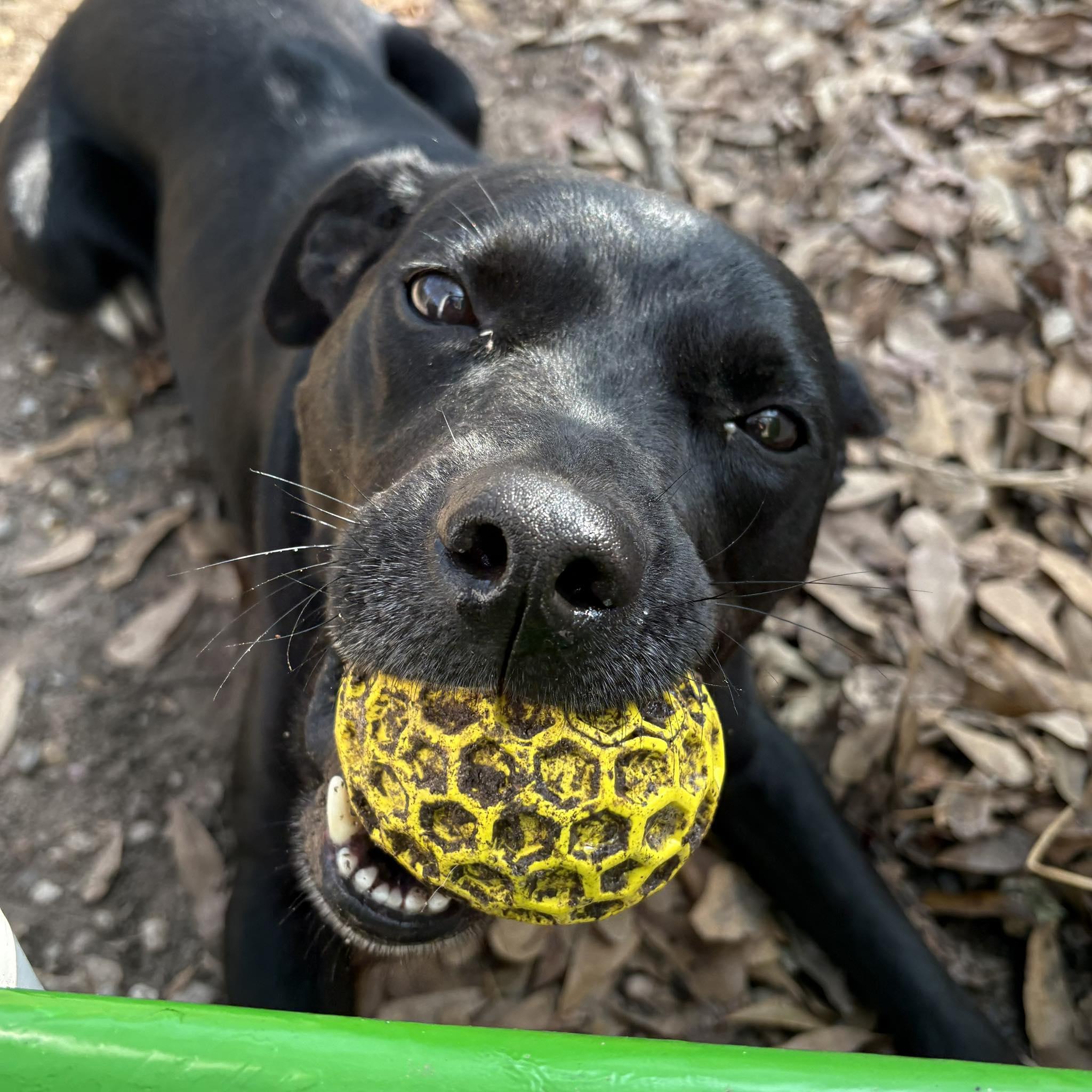 Enlarge Rocky, a Adoptable mixed breed in Ancaster, ON image 4/4