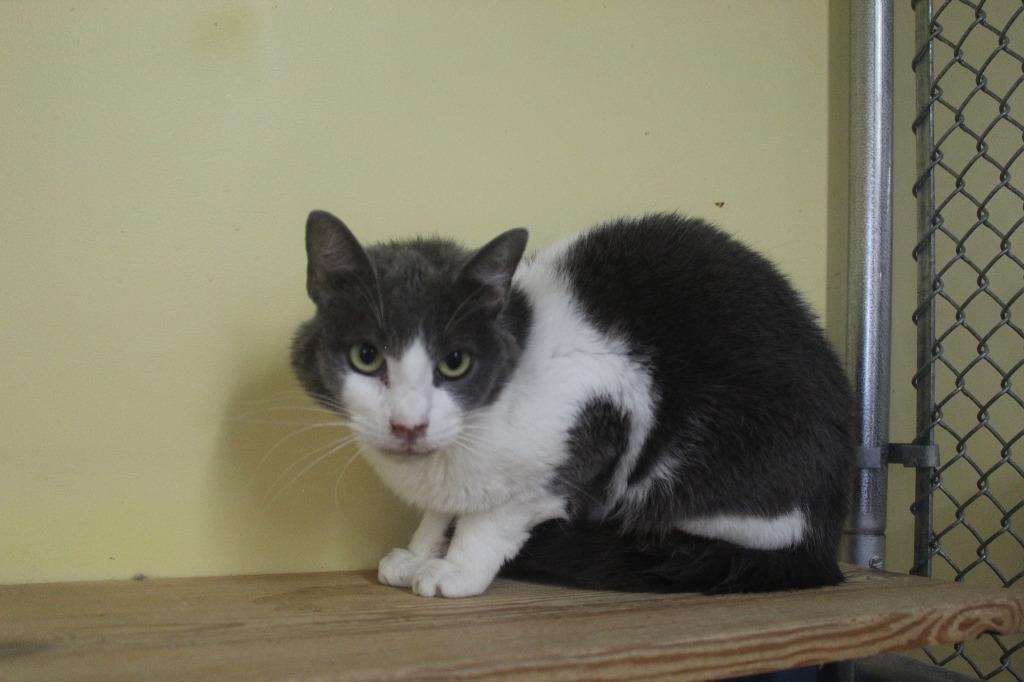 Enlarge Jeri, a Adoptable mixed breed in Syracuse, IN image 1/2