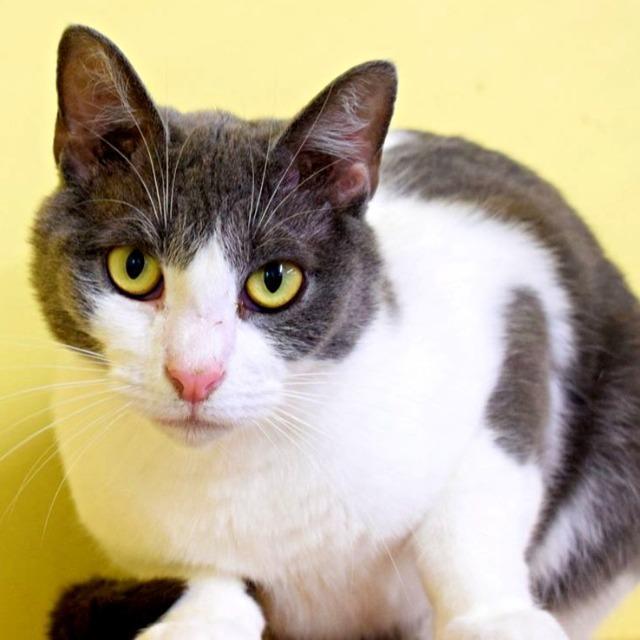 Enlarge Jeri, a Adoptable mixed breed in Syracuse, IN image 2/2