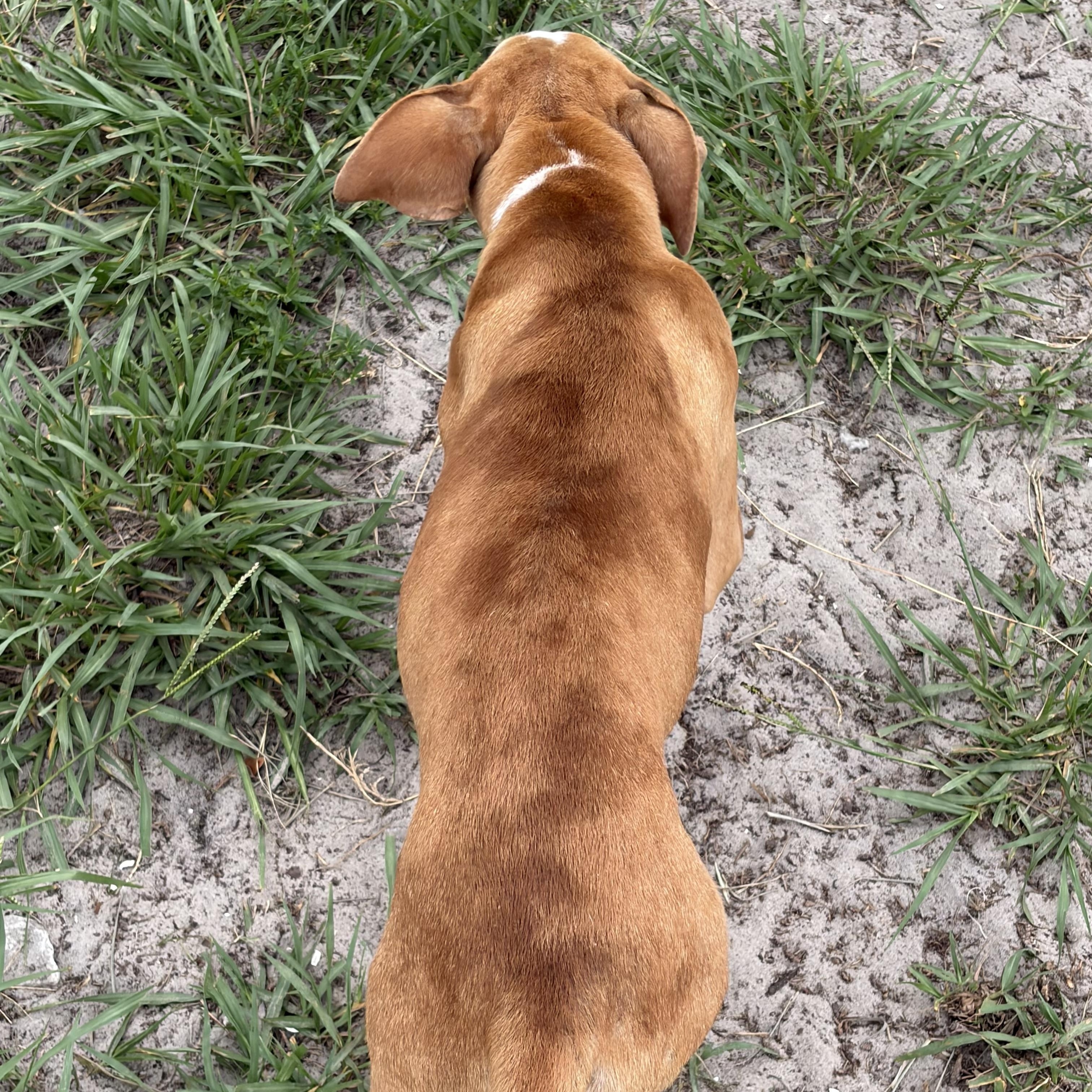 Tanner, a ADOPTABLE mixed breed in Arcadia, FL image 2/4