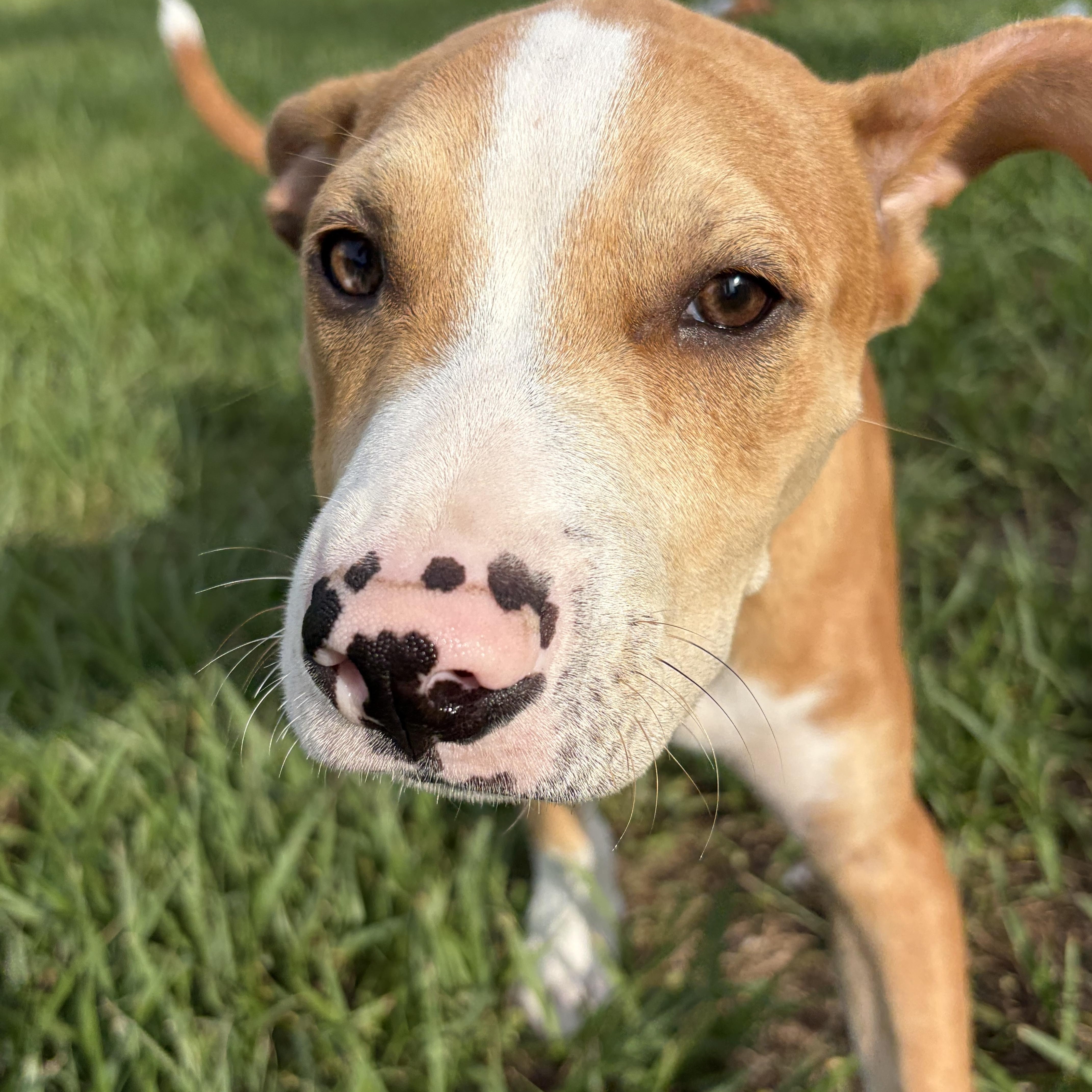 Tanner, a ADOPTABLE mixed breed in Arcadia, FL image 3/4