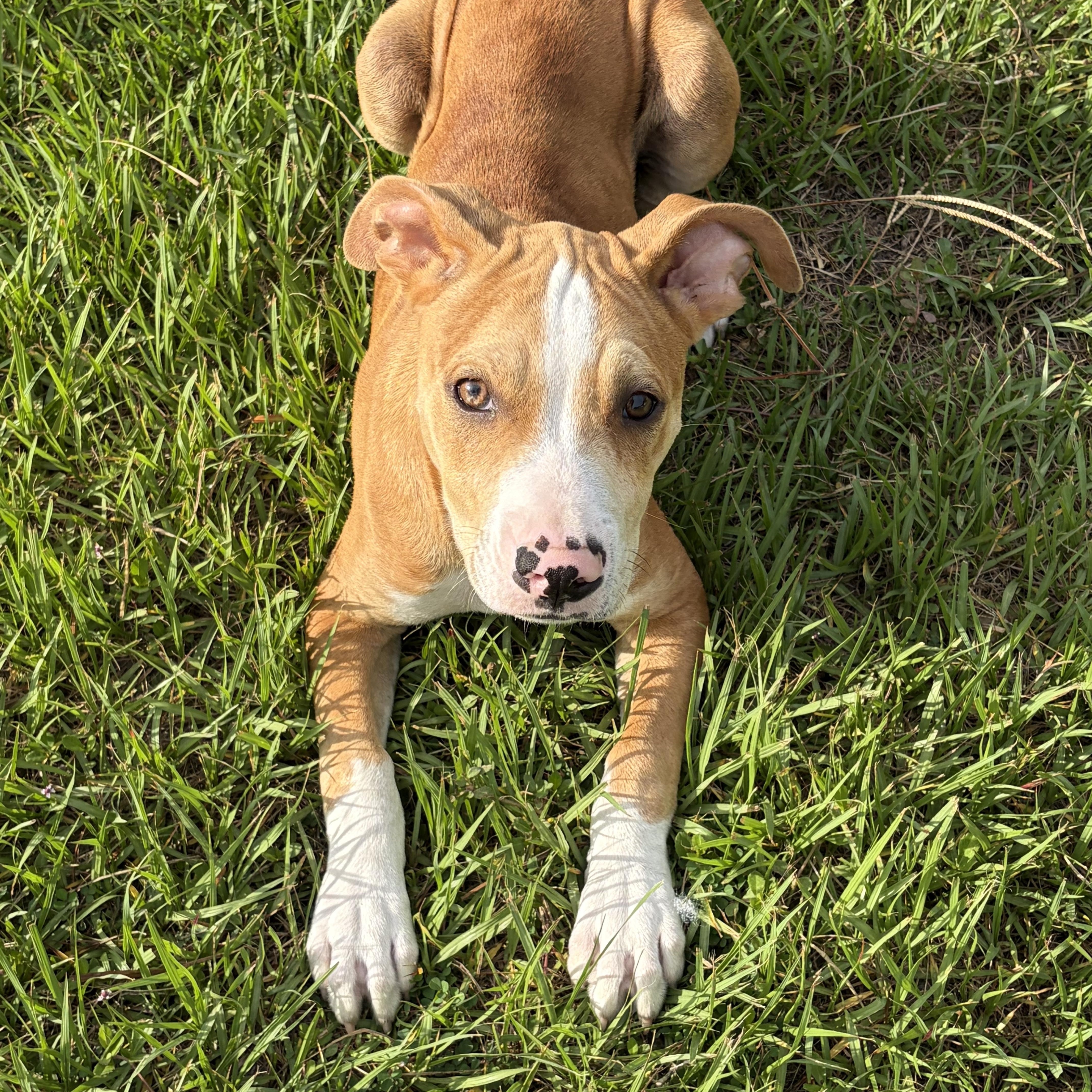 Tanner, ADOPTABLE, Puppy Male Catahoula Leopard Dog.