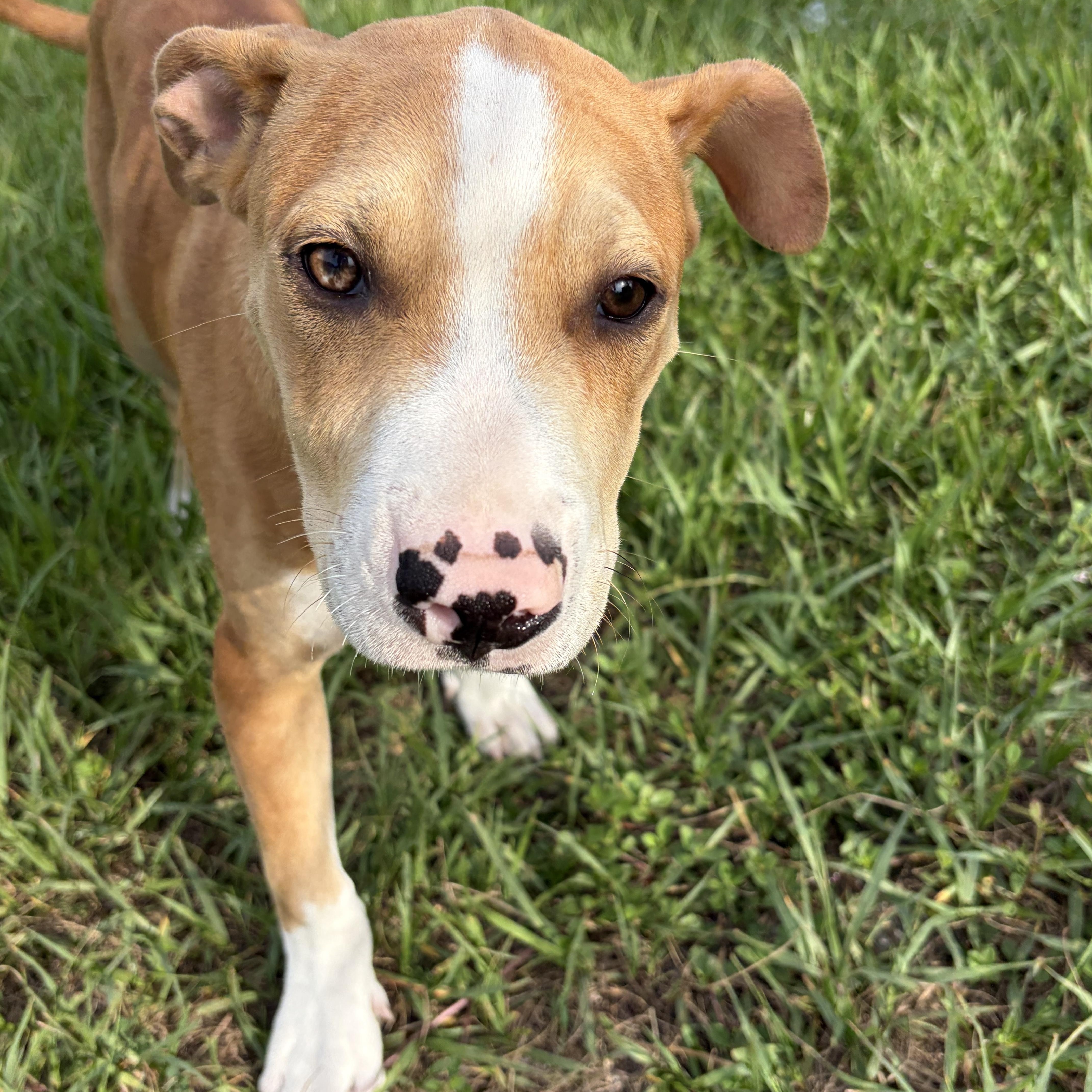 Tanner, a ADOPTABLE mixed breed in Arcadia, FL image 4/4