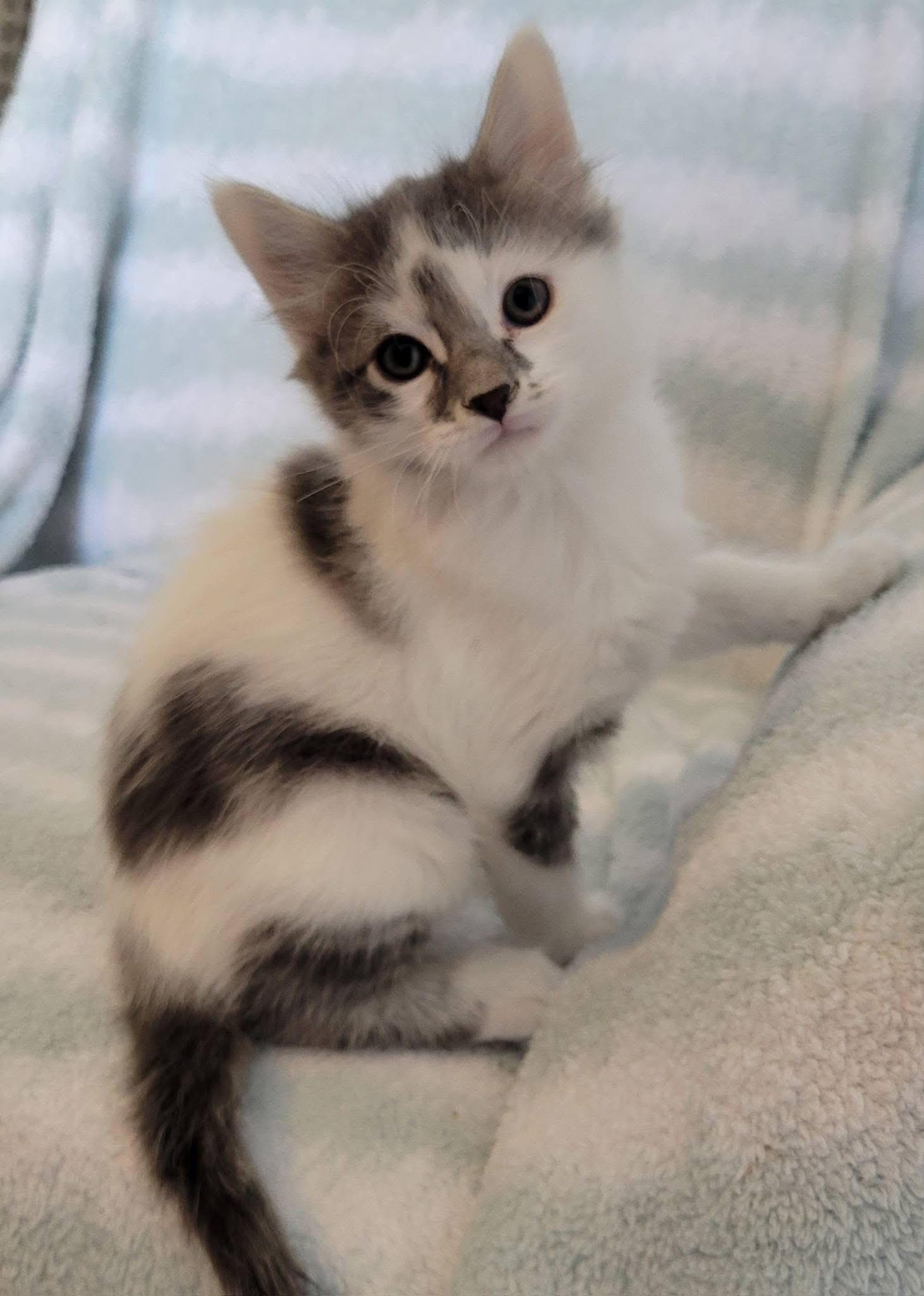 Picasso, Adoptable, Kitten Male Domestic Short Hair.