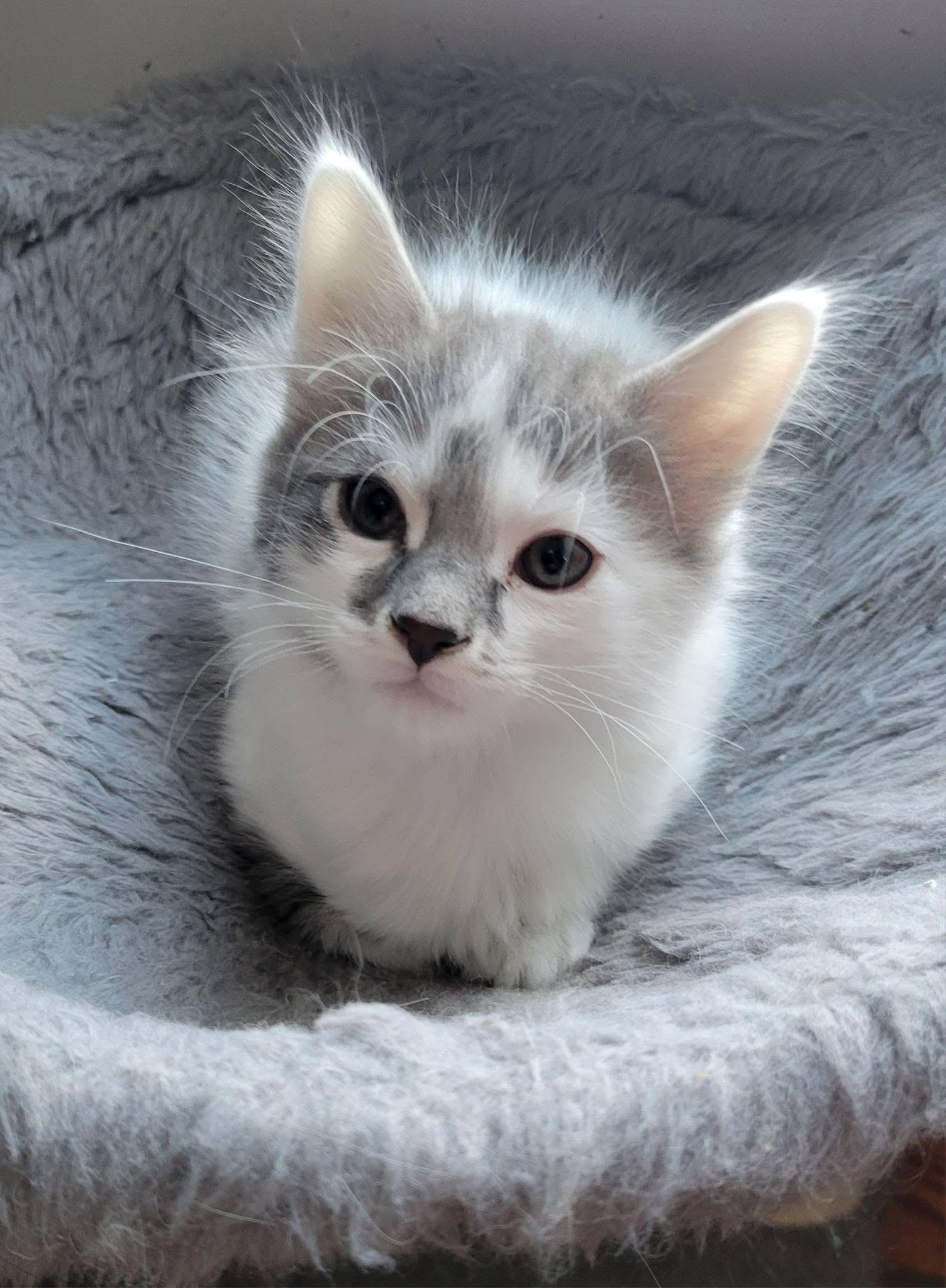 Enlarge Picasso, a Adoptable Domestic Short Hair in Gerrardstown, WV image 4/5